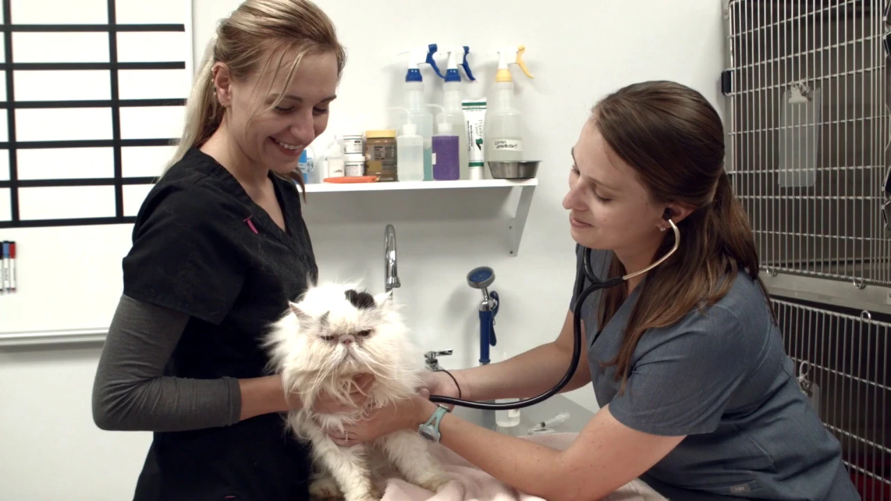 動物看護学 ANIMAL NURSING Small Animal Surgical Nursing: 9780323759137: Medicine