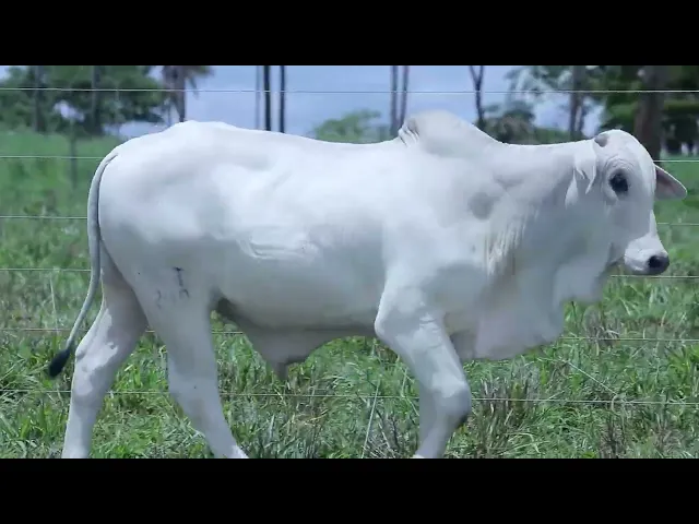 Garrote Nelore OCT - 290