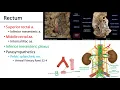 Rectum and Anal Canal - M1 Perineum