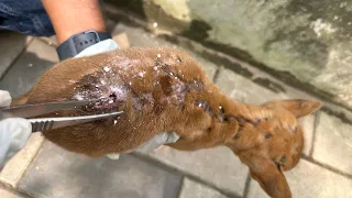 Puppy rescue🫨 , Maggots&Wounds,help me😓 😔🥲