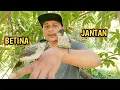 Download Lagu PERBEDA'AN ANAKAN KUTILANG JANTAN dan BETINA ,,paling akurat untuk pemula
