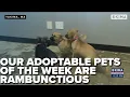 Our Adoptable Pets of the Week are very Rambunctious