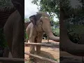 Download Lagu Empty handed at the elephant sanctuary #elephantsantuary #thialand #travelfamily