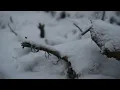 Gidge - LNLNN
