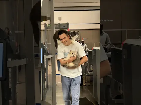 Cats sitting in an airplane ✈️