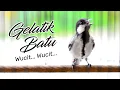 Download Lagu MASTERAN GELATIK BATU WINGKO