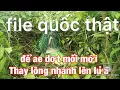 Download Lagu Bẫy chim quốc-tiếng chim quốc thật để ae tập mồi mới thay lông nhanh lên lửa mà k bị phụ thuộc loa