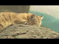 Zoo Boise now has sand cats reopens Small Animal Kingdom
