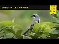 Download Lagu Burung Shrike Ekor Panjang | Basis Data Dunia Kehidupan | DBLW