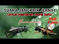 Download Lagu Suara jangkrik jernih untuk masteran murai batu