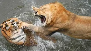 Download TOP 7 Pertarungan Singa Vs Harimau di Alam Liar Sampai Mat Asli MP3
