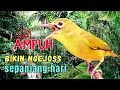 Lagu MASTERAN BURUNG PALING DI CARI !! Baru Diputar Langsung Bikin Lawan Emosi!