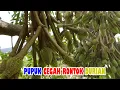 Lagu LANJUTAN Bahan PUPUK Pencegah RONTOK BUAH DURIAN Versi IRP. PART 4