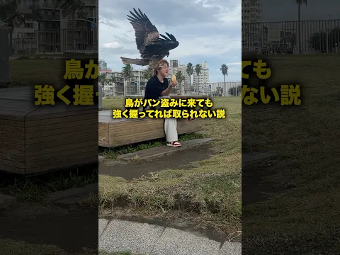 鳥がパン盗みに来ても強く握ってれば取られない説 #おーがすと #検証