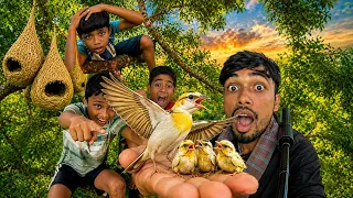 বাবুই পাখির পাখনা গজাইছে ! Babui pakhir basha!৷  mD_baker