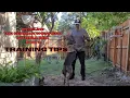 Unveiling the German Shepherd Pitbull mix part 2