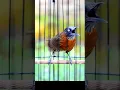 Download Lagu TEPUS KEPALA ABU ABU GACOR #fyp #tepus #tepuskepalaabu #burung