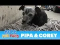 Injured senior dog found comfort on an old mop When she woke up her dream came true