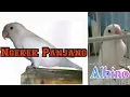 Download Lagu Lovebird Albino Konslet durasi dua menit kurang  - Pancingan dikawinkan