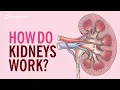 How Do Kidneys Work