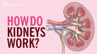 How Do Kidneys Work
