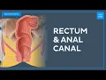 Anatomy of the rectum and anal canal - Quick Anatomy Kenhub