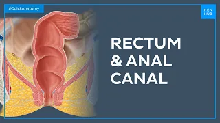 Anatomy of the rectum and anal canal - Quick Anatomy Kenhub