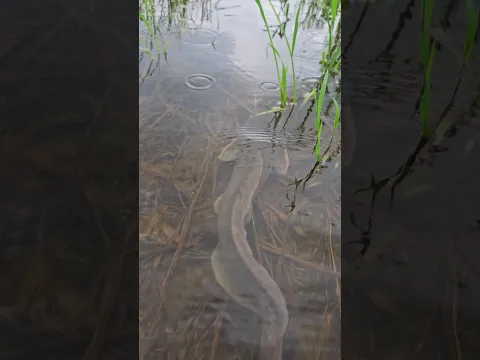 Giant Fish Found in Nature #shorts