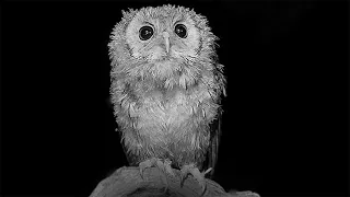 Tawny Owlet’s Night-Time Adventures | Discover Wildlife | Robert E Fuller