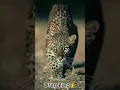 Download Lagu Drang race 🔥❤️ #trending #blackbikers #babymusic #rider #viralvideo #viralshorts #raiders #Drangrace