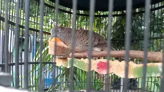 suara perkutut ngerot untuk menambah birahi