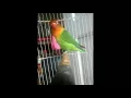 Download Lagu Lovebird balibu masih belajar ngekek - durasi pendek pendek