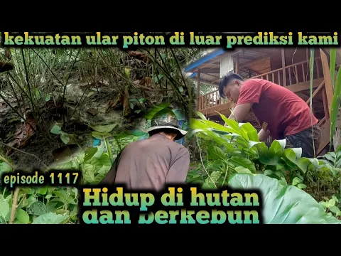 Download MP3 jerat ular putus kekuatan ular piton yang luar piton biasa warta petani muda hidup di hutan