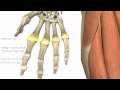 Wrist and Hand Joints - 3D Anatomy Tutorial