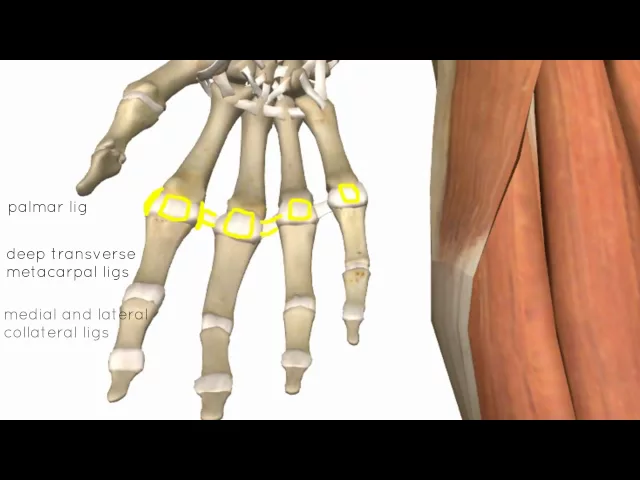 Wrist and Hand Joints - 3D Anatomy Tutorial