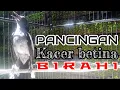 Download Lagu pancingan suara kacer betina gacor birahi mantap untuk memancing kacer jantan agar mau nyaut bunyi!!