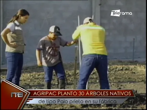 Agripac plantó 30 árboles nativos de tipo palo prieto en su fábrica
