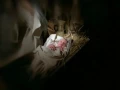 Probably THE GREATEST NATIVITY SCENE EVERY FILMED with Jimmy Stewart