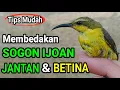 Download Lagu Cara Membedakan Sogon Muda / Ijoan Jantan \u0026 Betina Dengan Mudah !!