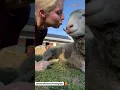 Lonely ram had no friends for 10 years This woman gave him a family uncleneilshome