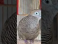 Download Lagu Burung tekukur lokal punya suara topcer yang jernih untuk umpan yang langsung bereaksi #shorts