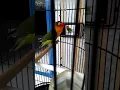 Download Lagu Burung  love bird fighter real durasi up 1menit.