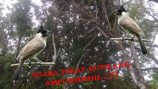 suara pikat kutilang gacor ampuh manggil lawan di jamin lengket 