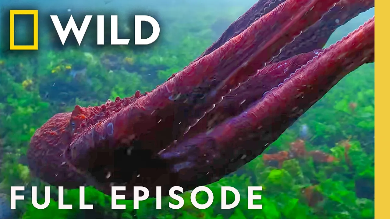 Secrets of the Octopus: Masterminds documentary thumbnail