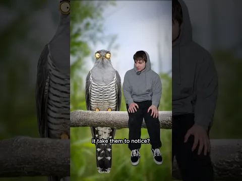 The Bird That Swaps Babies...