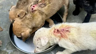 Puppy rescue , Maggots&Wounds,help me😓 😔🥲🥲