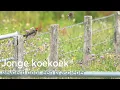 Download Lagu Jonge koekoek gevoerd door een graspieper #1585