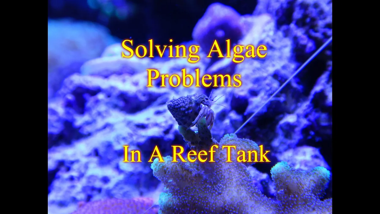 How To Cure and Prevent Nuisance Algae | Beginner Guide To Saltwater Aquariums