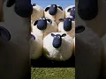 Shaun the sheep 'remix'
