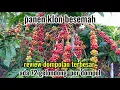 Download Lagu review klon besemah edisi panen raya dan review klon kopi bagio klon arsad dan klon mega tanjung